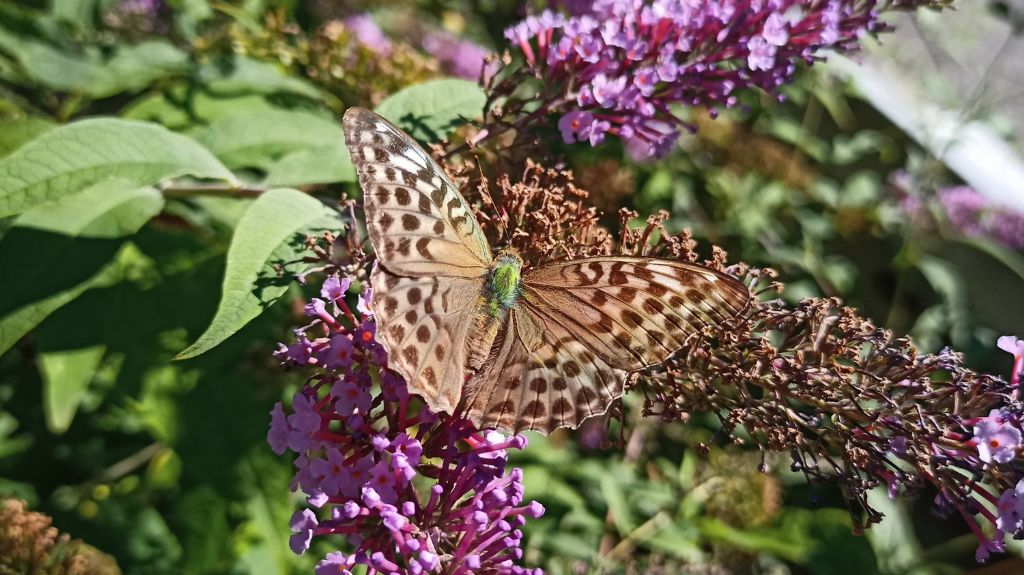 Argynnis paphia ?  S, femmina forma valesina